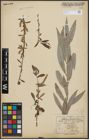 Foto von Salix alba L.